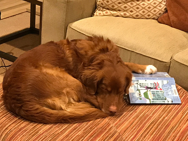 tired reader