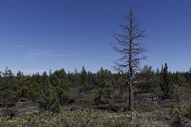 Lava Lands