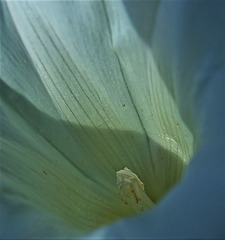 Bindweed