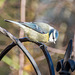 Blue tit4