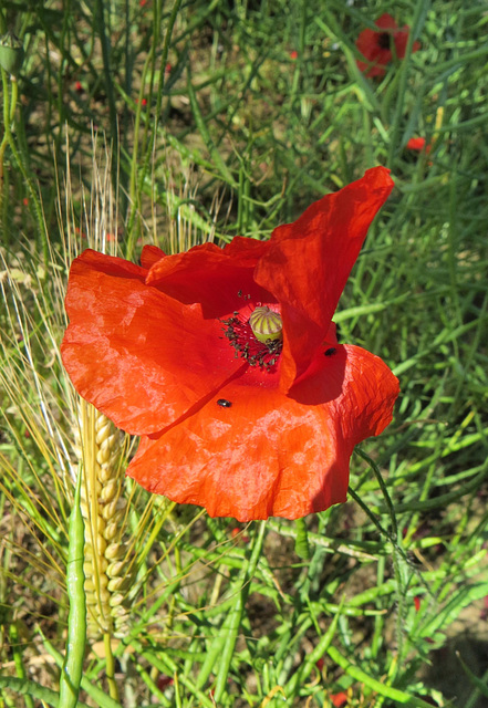 Mohn mit Gerste