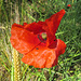 Mohn mit Gerste