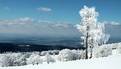 A frosty day