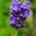 20210913 2869CPw [D~LIP] Lavendel (Lavandula angustifolia), Bad Salzuflen
