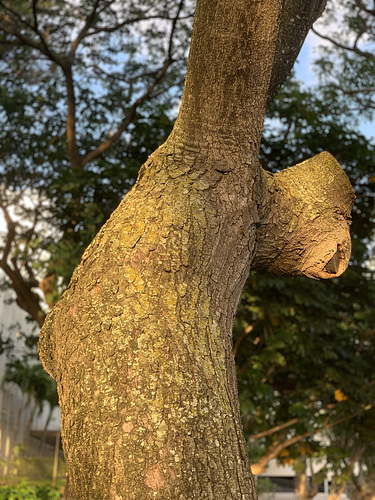 tree trunk