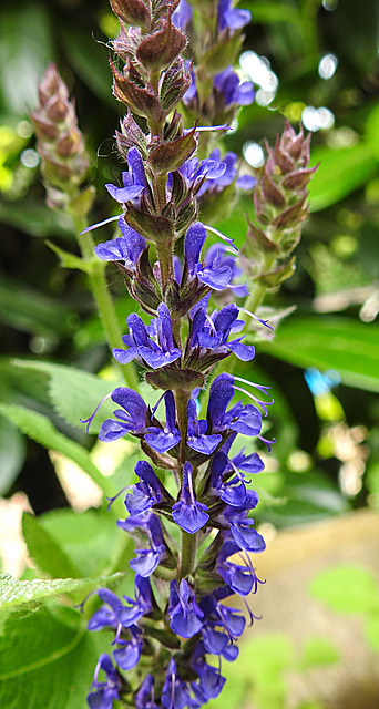 20230618 1029CPw [D~LIP] Salbei (Salvia nemorosa), Bad Salzuflen