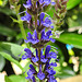 20230618 1029CPw [D~LIP] Salbei (Salvia nemorosa), Bad Salzuflen