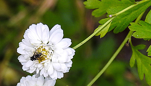 20230703 1539CPw [D~LIP] Mutterkraut (Tanacetum paqrthenium), Asselfliege (Rhinophora lepida), Bad Salzuflen