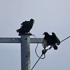 Three black vultures drying off