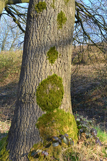 Tatooed tree