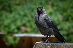Jackdaw