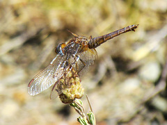 Broad Scarlet f Crocothemis erythraea 08-08-2012