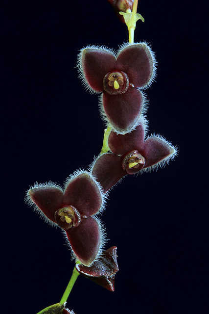Stelis ciliolata 'Leia' Stelis ciliolata 'Leia'