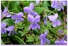 violettes dans la pluie