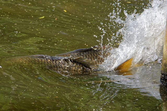 Carp Spawning