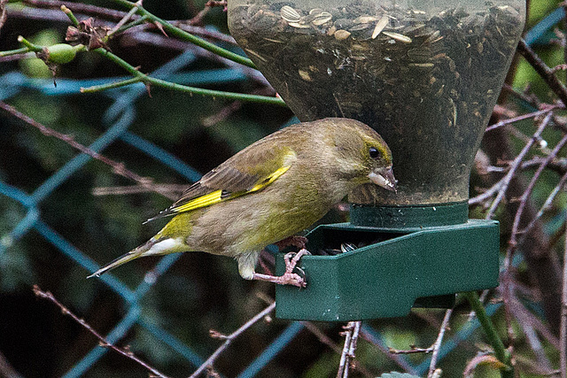 20141228 6161VRAw [D~RI] Grünfink [m] (Carduelis chloris), Rinteln