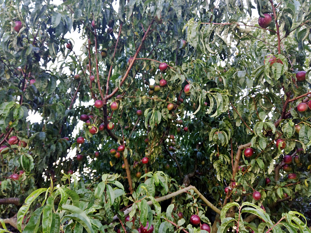 laden nectarine tree