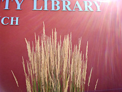 Sunny library