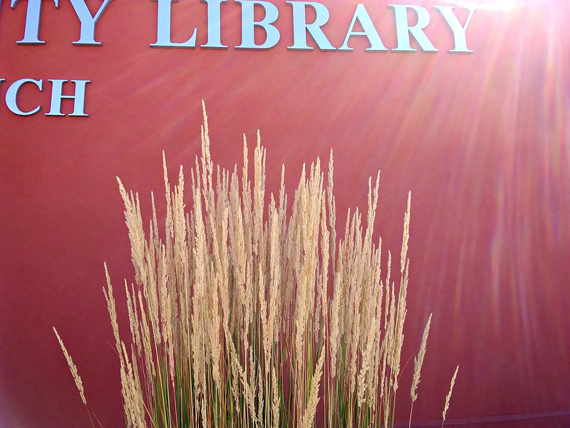 Sunny library