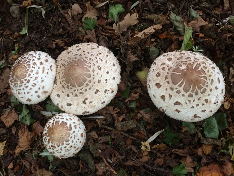 A group of Macrolepiota? Parasol Mushroom? growing in a copse of hazel trees amongst the autumn leaves