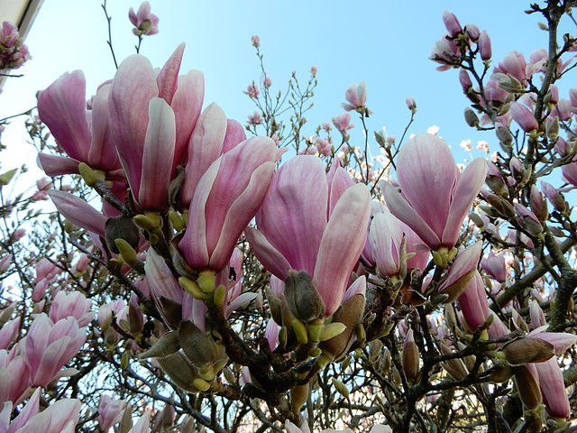 les magnolias sont fleuris,