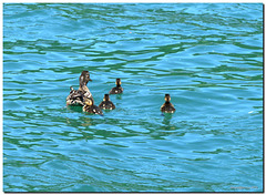 Ducks family