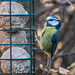 Blue tit5