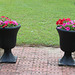 Urns of Pink and Red Petunias ...  May 2020