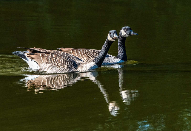 Canada geese
