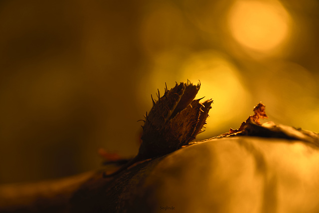 Tramonto nel bosco