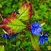 20210913 2870CPw [D~LIP] Bleiwurz (Ceratostigma plumbaginoides), Bad Salzuflen