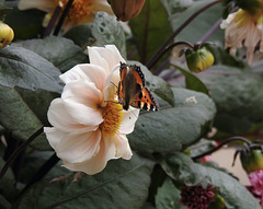 Tortoiseshell butterfly