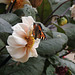 Tortoiseshell butterfly