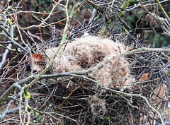 Platanen-Nest