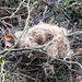 Platanen-Nest