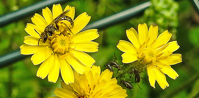 20230620 1030CPw [D~LIP] Kleinköpfiger Pippau (Crepis capillaris), Hosenbiene (Dasypoda hirtipes), Schwarze Bohnenblattlaus (Aphis fabae), Bad Salzuflen