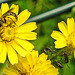 20230620 1030CPw [D~LIP] Kleinköpfiger Pippau (Crepis capillaris), Hosenbiene (Dasypoda hirtipes), Schwarze Bohnenblattlaus (Aphis fabae), Bad Salzuflen