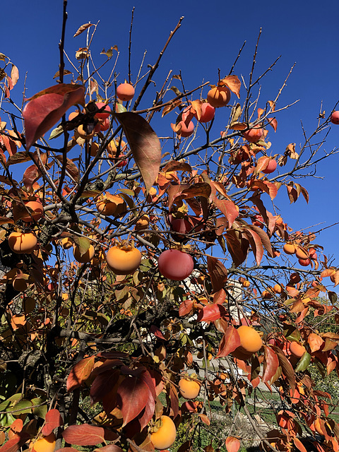 Persimmon tree.