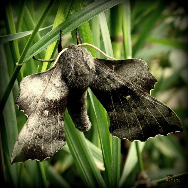 Bien drôle de papillon