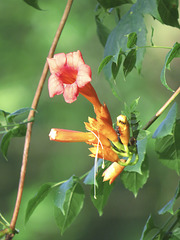 Campsis radicans