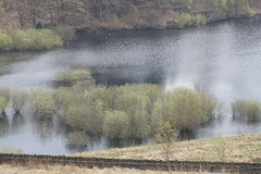 Torside Reservoir Trees at Crowden