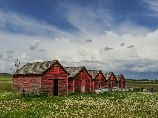 Clouds and Dandelions