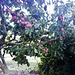 laden blood plum tree