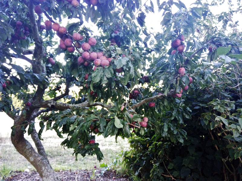 laden blood plum tree