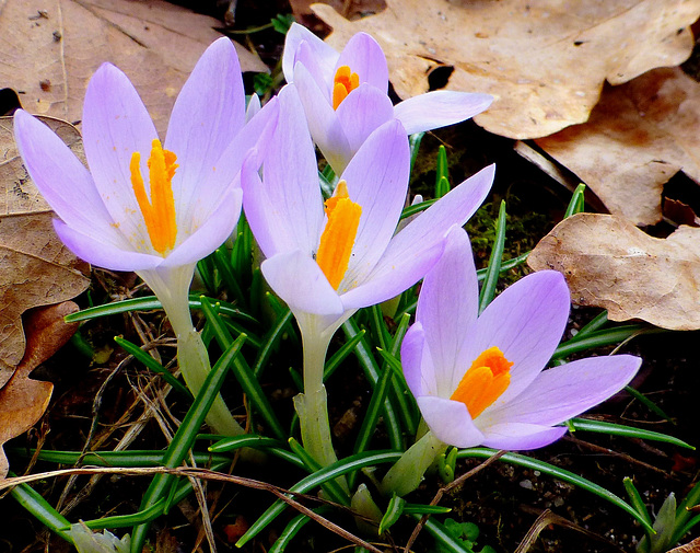 douceur d'avant printemps !