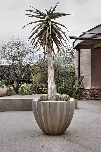 Let's Get Potted! – Desert Botanical Garden, Papago Park, Phoenix, Arizona