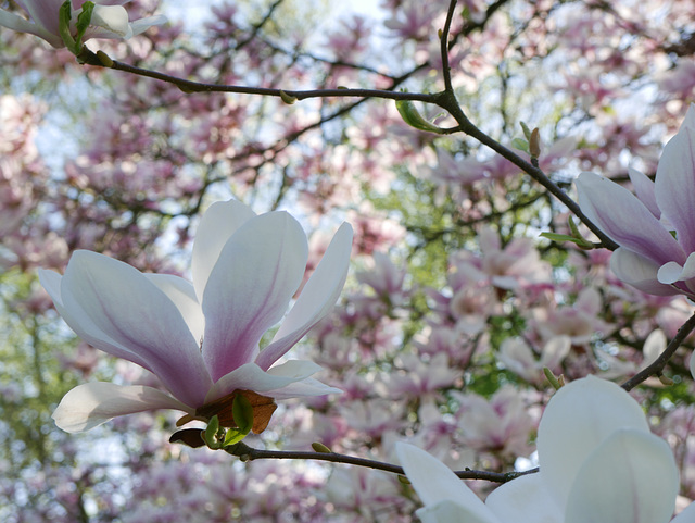 Magnolienspielerei