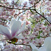 Magnolienspielerei