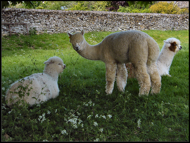 Oxfordshire llama