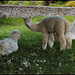 Oxfordshire llama